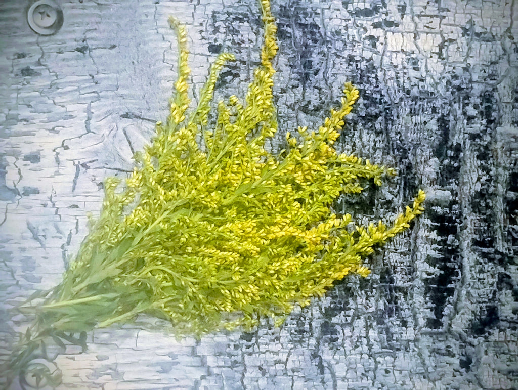 3 Oz. Organic Goldenrod (cut & sifted)