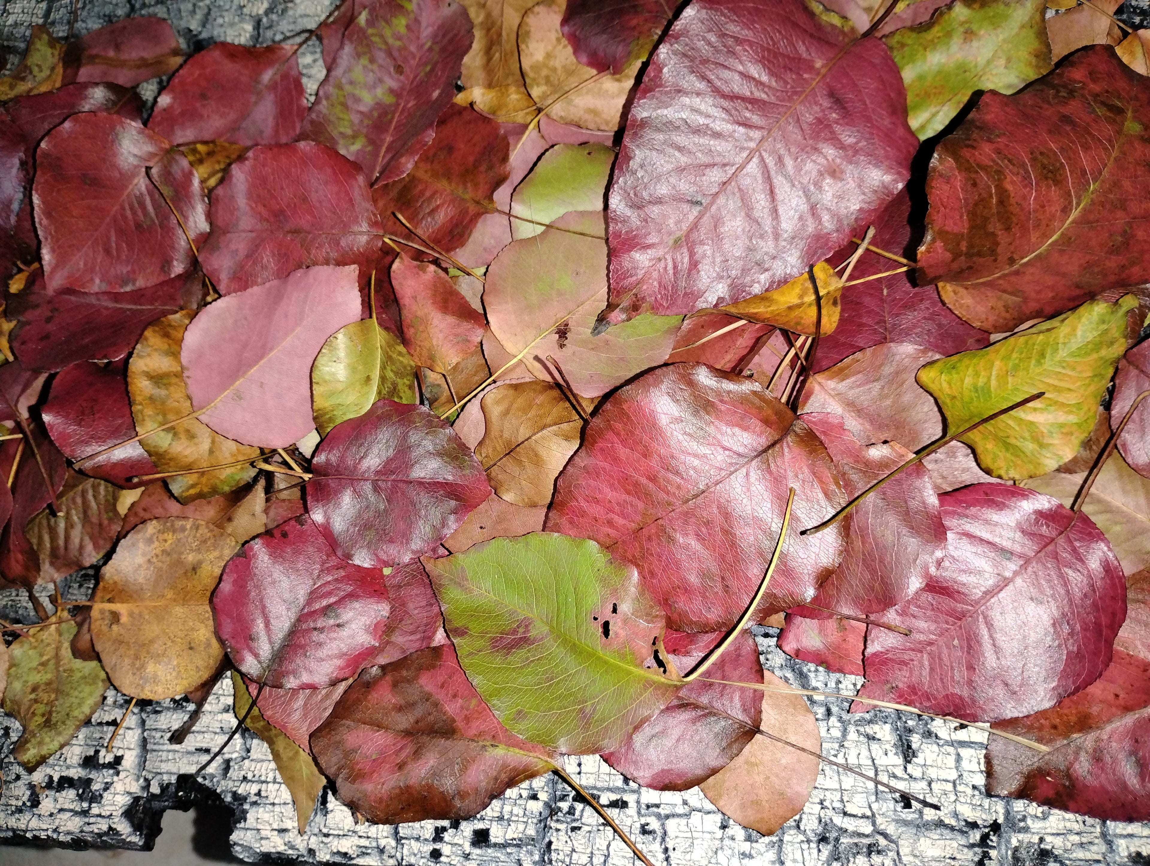 Dried Bradford Pear Leaves (60 count)