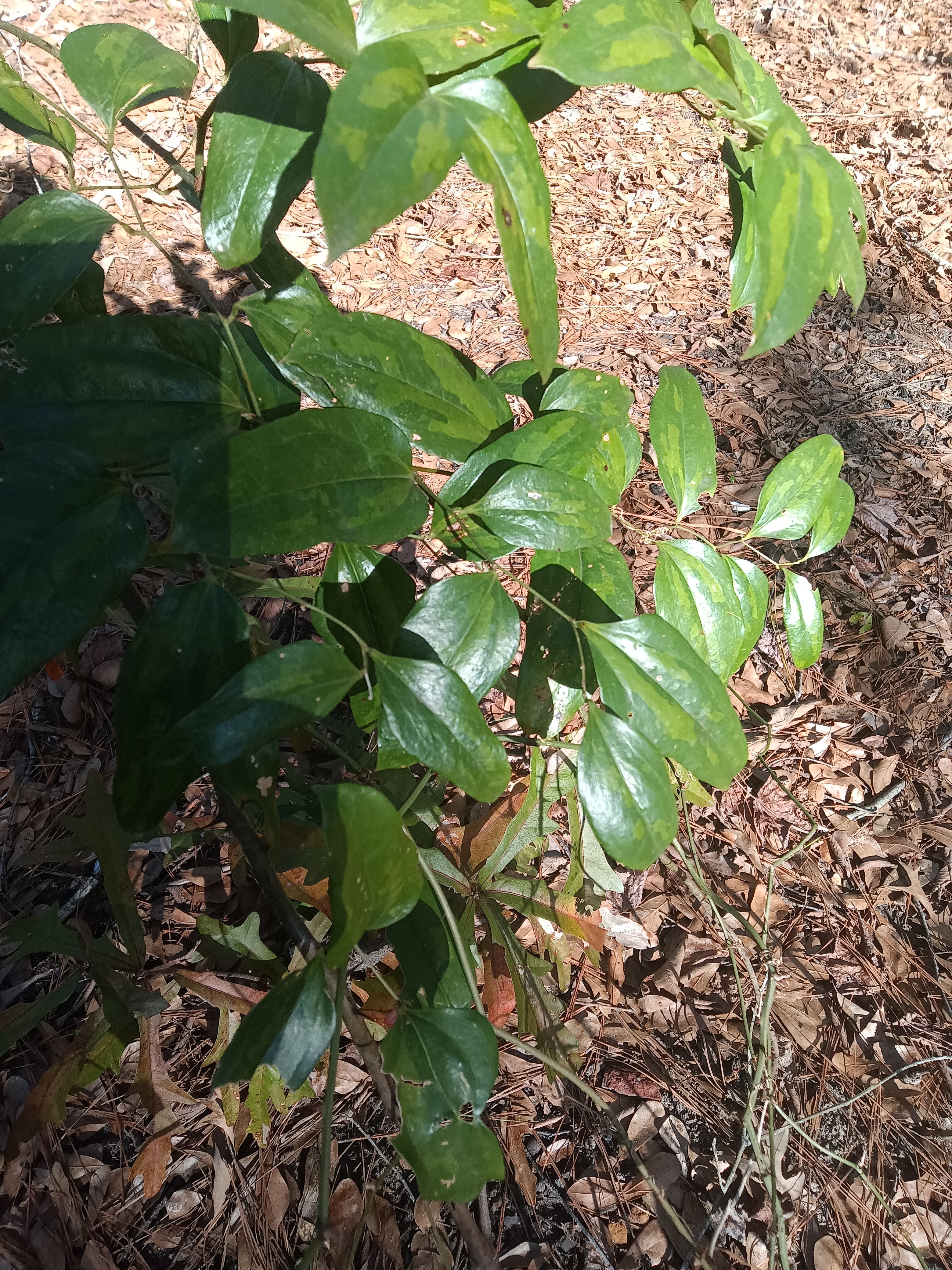 25 Cat Greenbriar Seeds