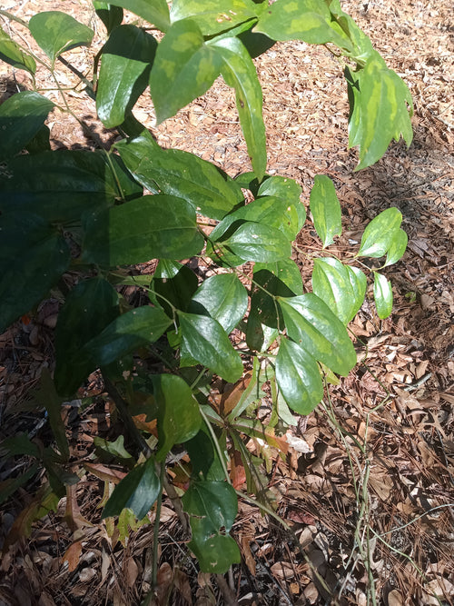 25 Cat Greenbriar Seeds