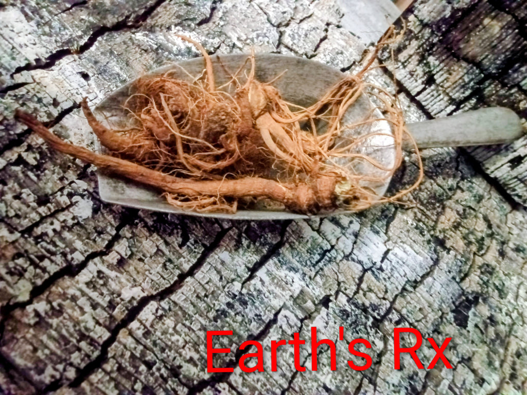 Wild crafted Dandelion Root (4 oz.)