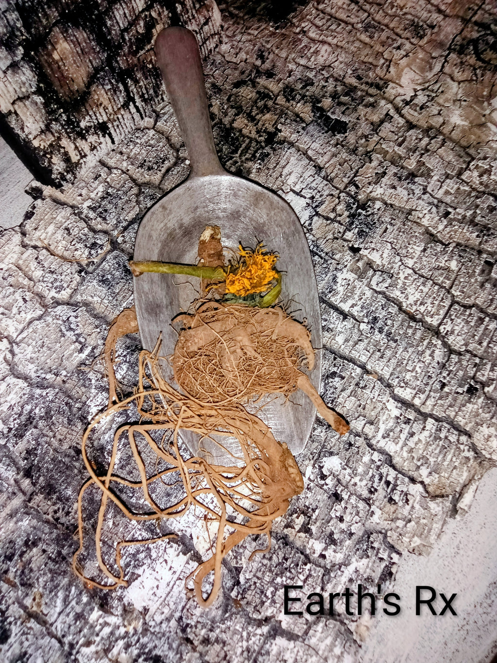 Wild crafted Dandelion Root (4 oz.)