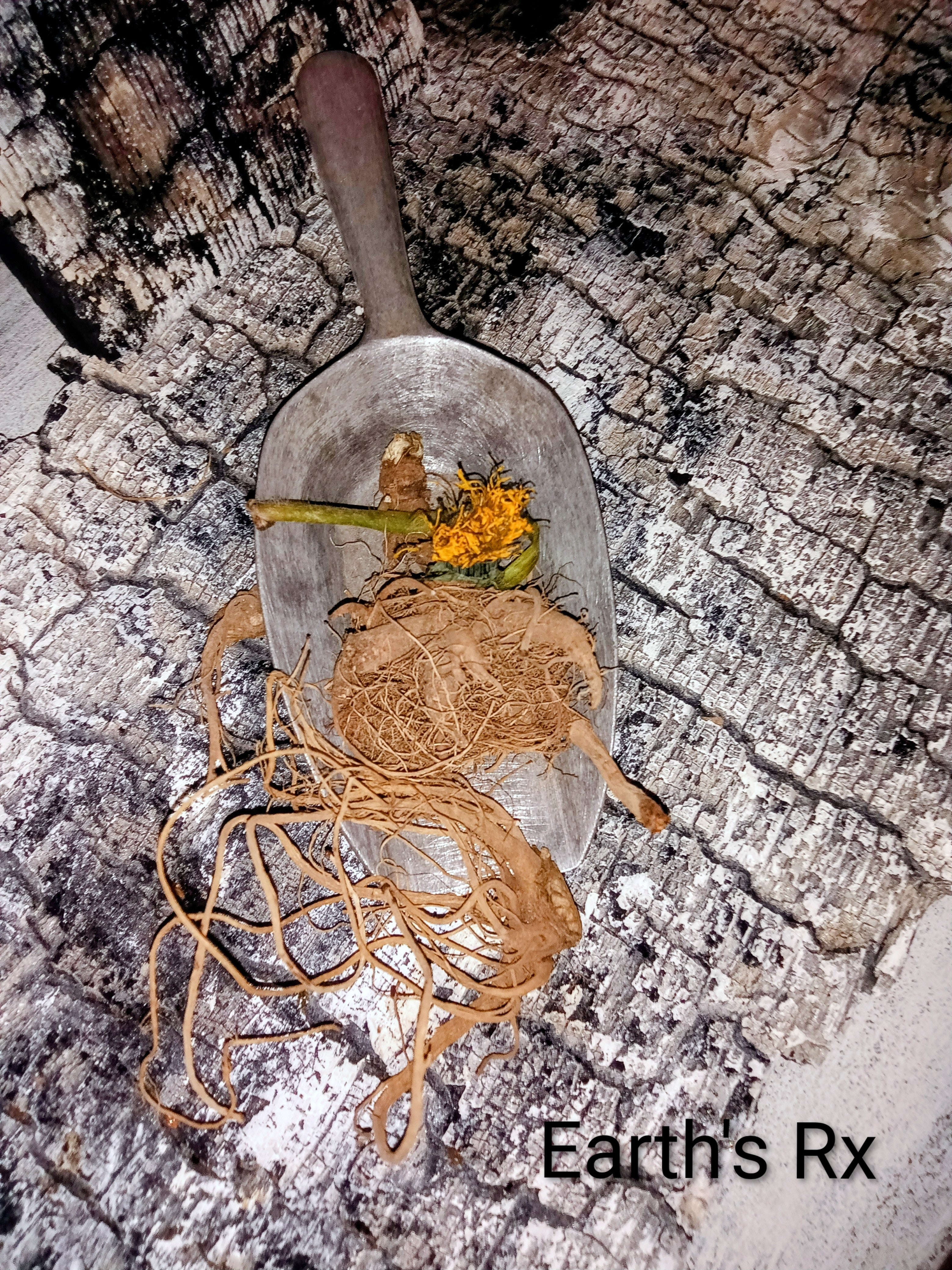 Wild crafted Dandelion Root (4 oz.)