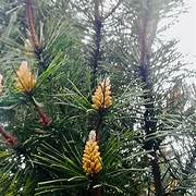 Close-up of pine pollen on pine tree branches
