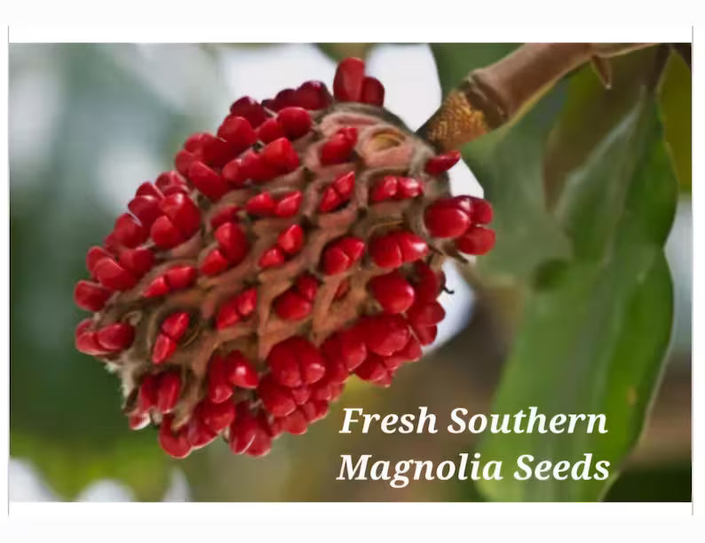 Magnolia Tree Seeds