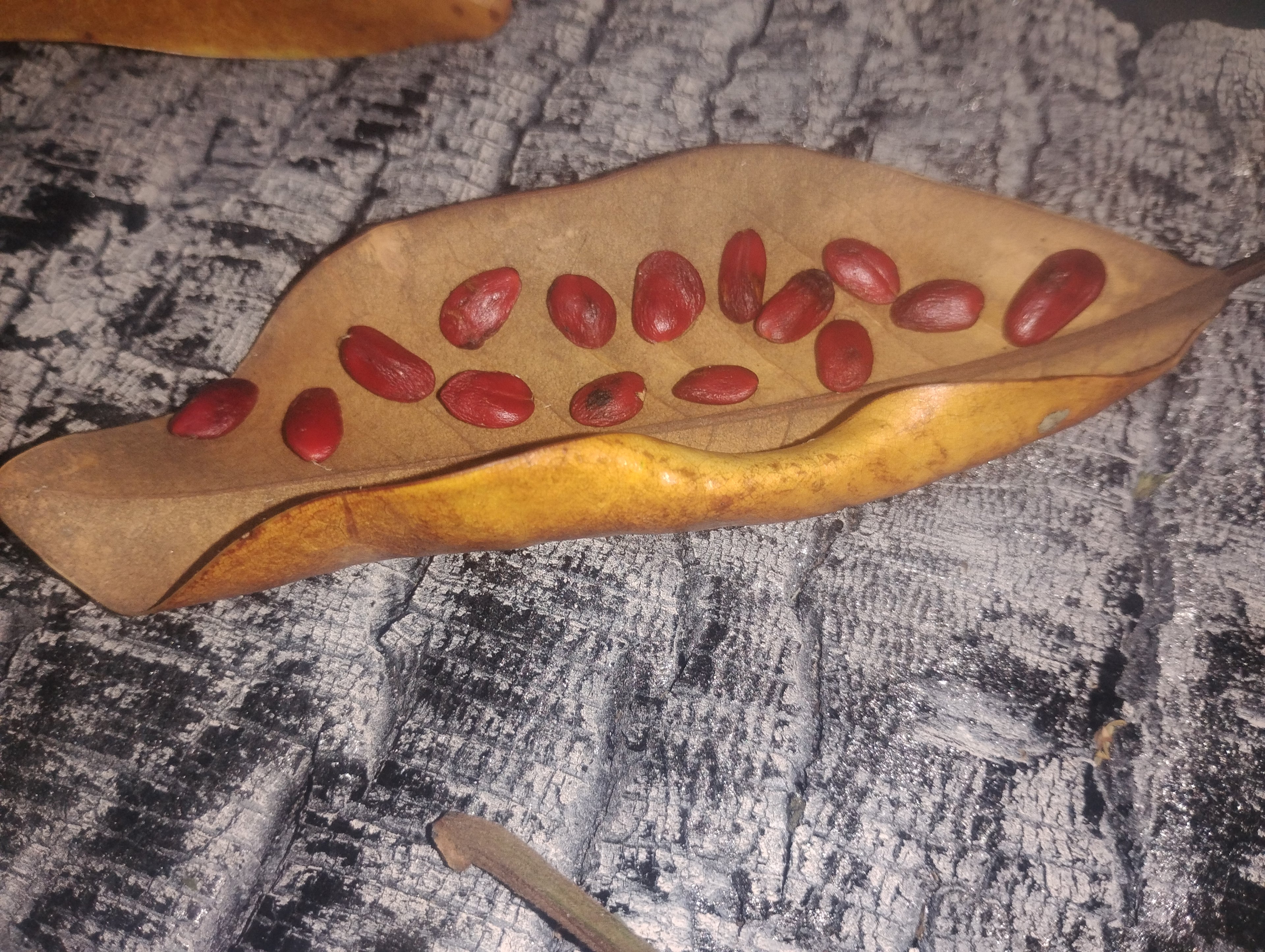 Magnolia Tree Seeds